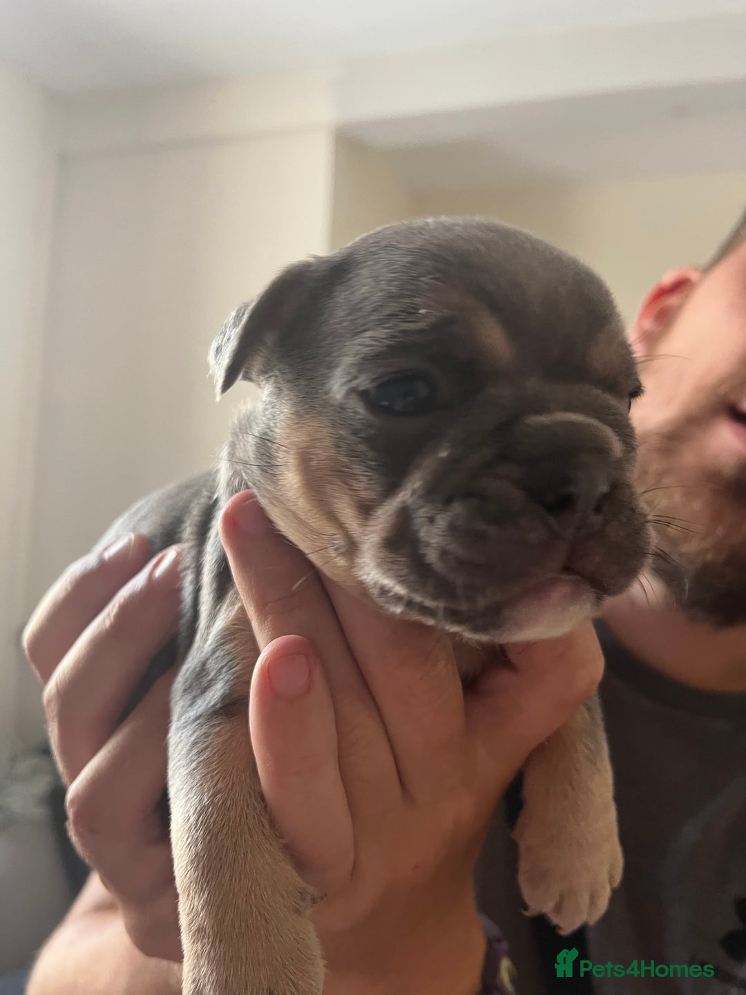Mixed Breed dogs for sale: Beautiful female puppy ready today  - Image 15