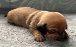 Dachshund dogs for sale: BEAUTIFUL KC REG STANDARD SMOOTH DACHSHUNDS  - Image 5