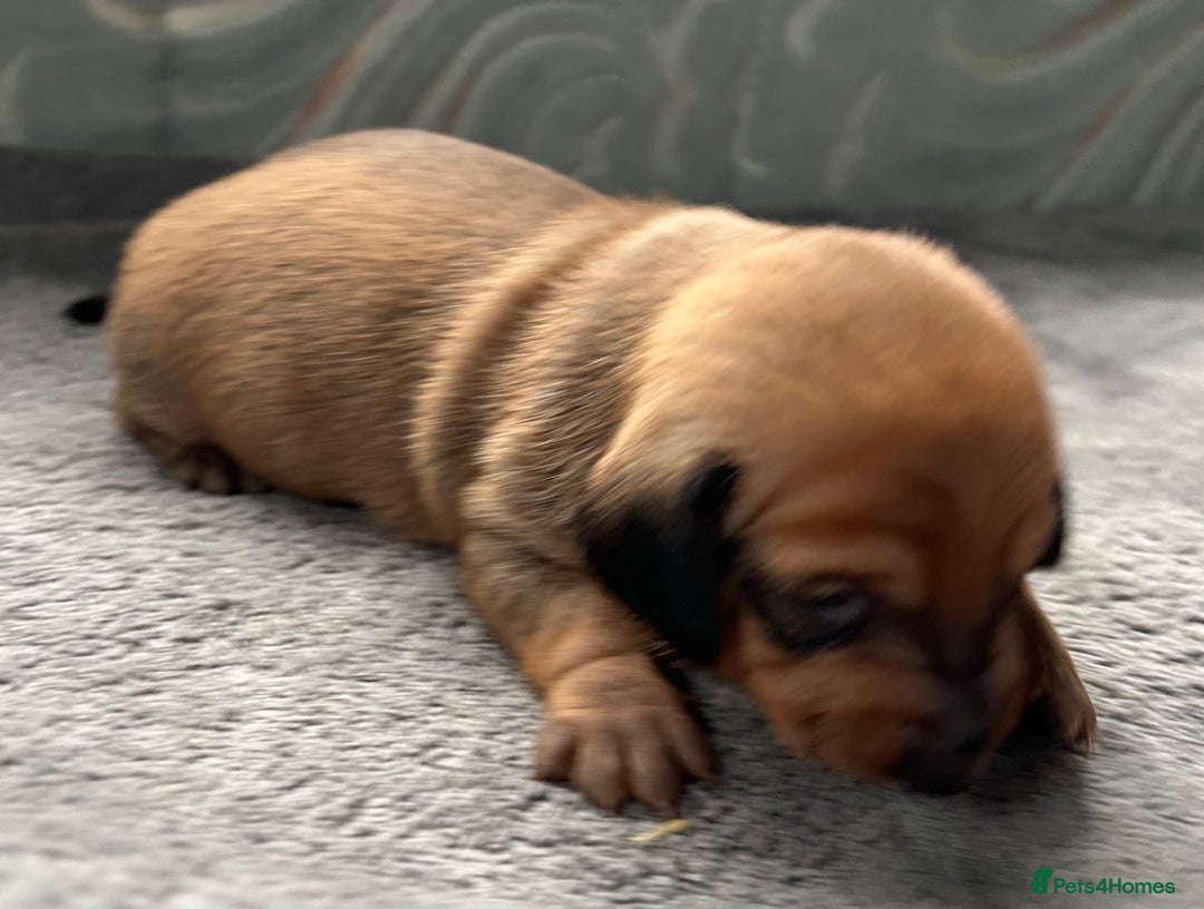 Dachshund dogs for sale: BEAUTIFUL KC REG STANDARD SMOOTH DACHSHUNDS  - Image 5