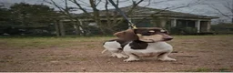 Miniature Dachshund dogs for stud: Kinder piebald miniature dachshund stud kc in Blackburn - Advert 13
