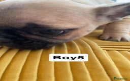 French Bulldog dogs for sale: Ready now!!! Rainbow litter - Image 9