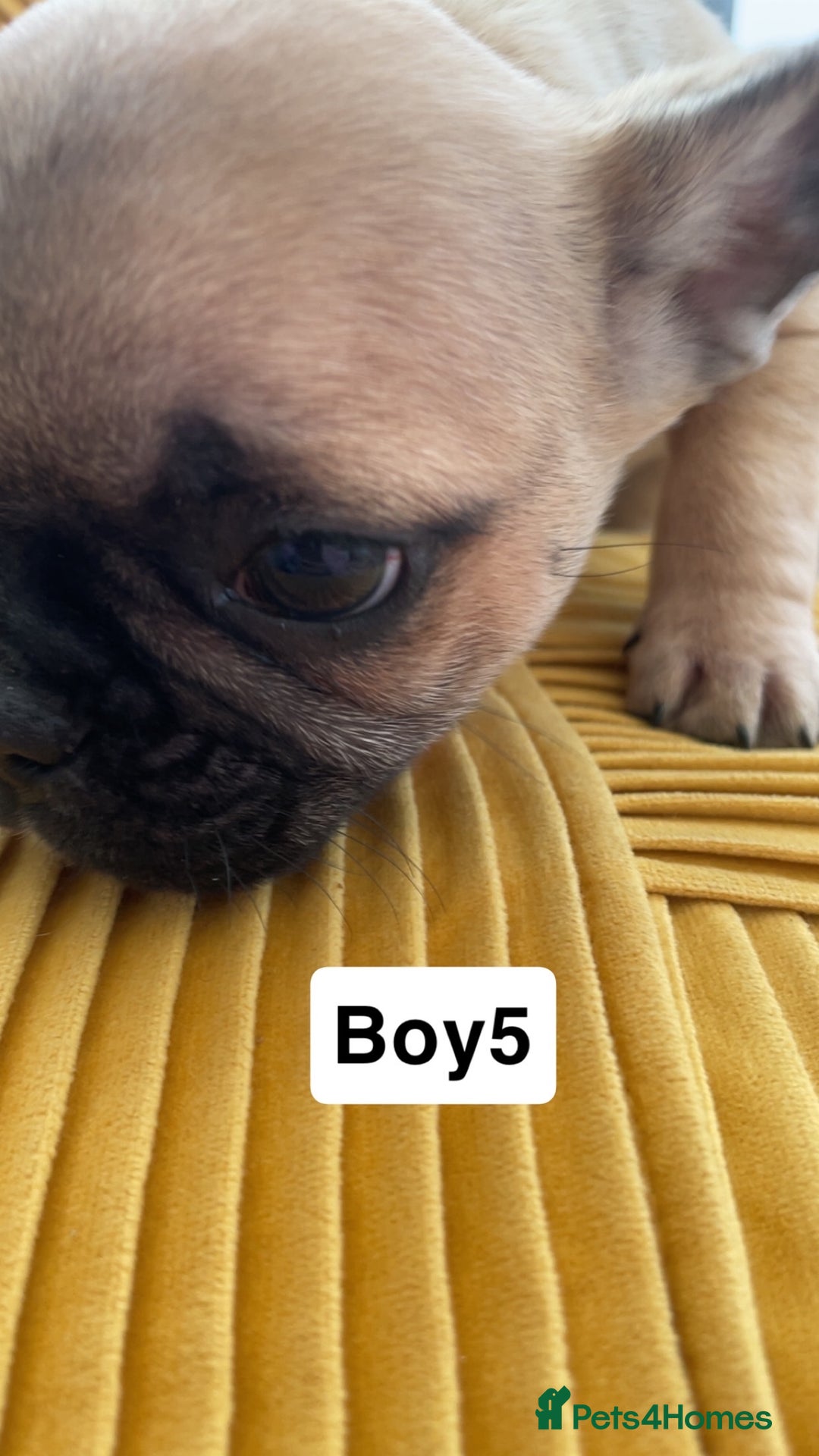 French Bulldog dogs for sale: Ready now!!! Rainbow litter - Image 9