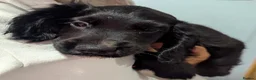 Cocker Spaniel dogs for sale: 2 georgous black cocker spaniel puppies  - Advert 3