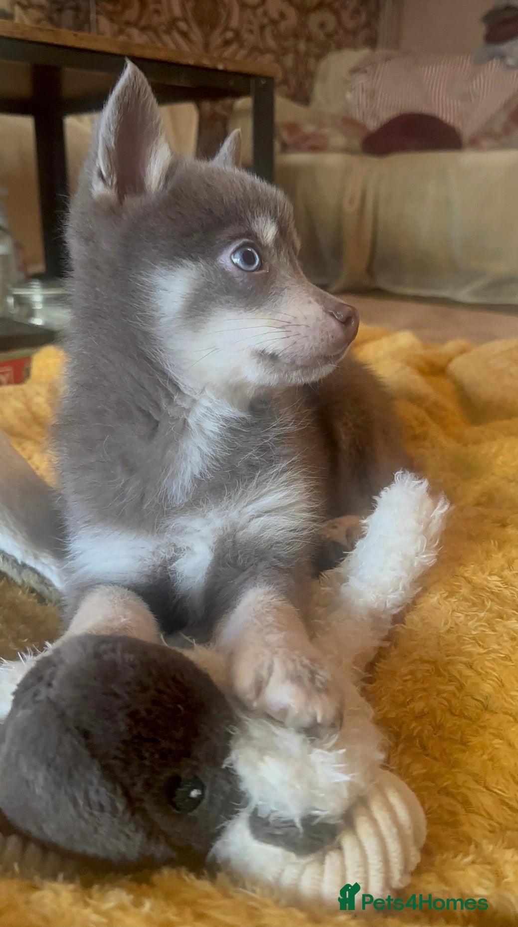 Pomsky dogs 🩵1 Striking rare blue & cream boy, 2 blue eyes F4 - Advert 2