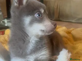 Pomsky dogs 🩵1 Striking rare blue & cream boy, 2 blue eyes F4 - Advert 2