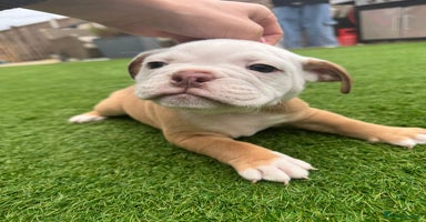 Mixed Breed dogs - Advert 10