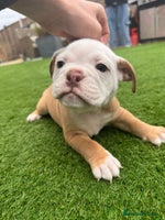Mixed Breed dogs - Advert 12