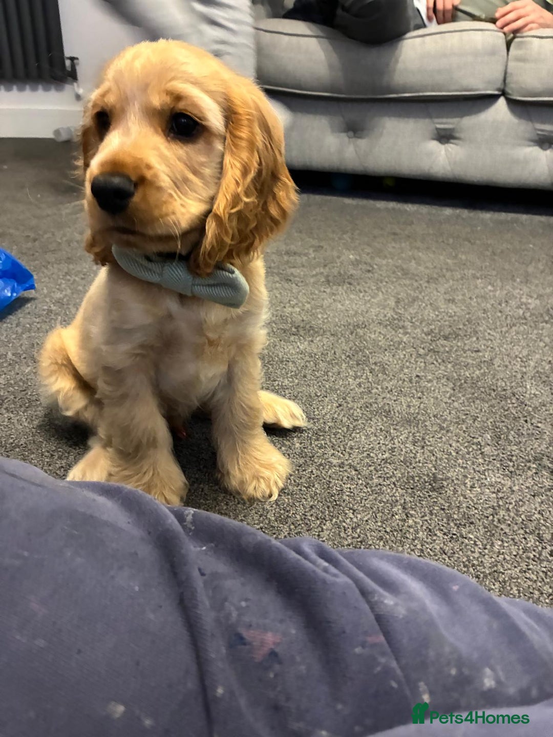 Cocker Spaniel dogs for sale: GOLDEN SHOW COCKER PUPPIES  - Image 24