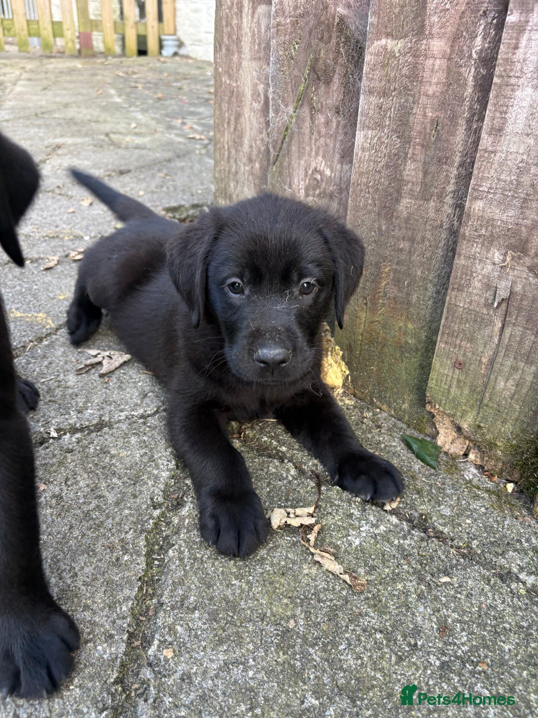 Labrador Retriever dogs for sale: ⭐️READY TO GO NEXT WEEK⭐️KC Reg Labrador Puppies  - Image 5