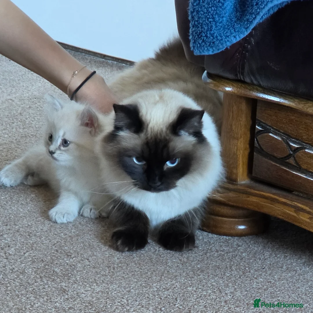 Ragdoll cats for sale: Kittens  in Dumfries - Advert 2