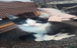 Mixed Breed cats for sale: Gorgeous kittens, 1 male, 1 female - Advert 2