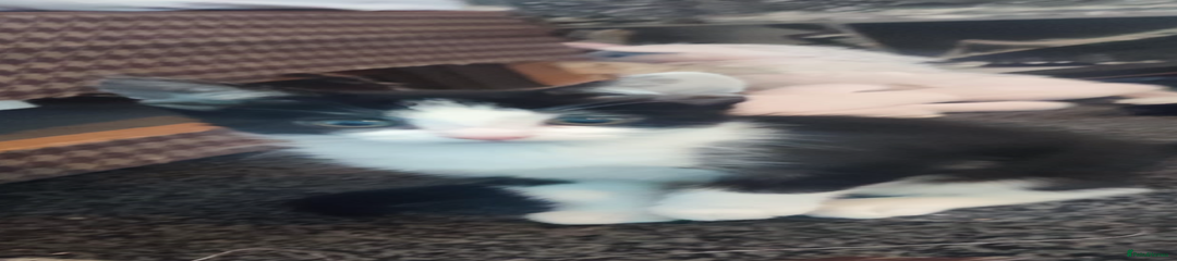 Mixed Breed Kitten 2