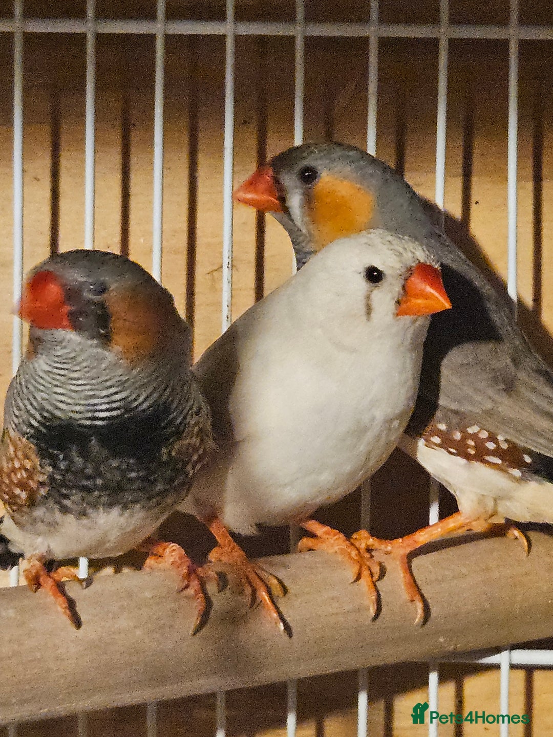Finches birds for sale: Bengalese finches & Zebra Finches - Advert 1