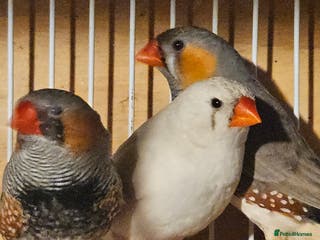 Finches birds Bengalese finches & Zebra Finches - Advert 3