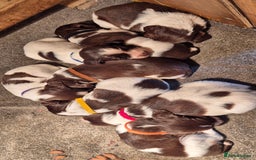 English Springer Spaniel dogs for sale: English Springer Spaniel Puppies  - Image 19