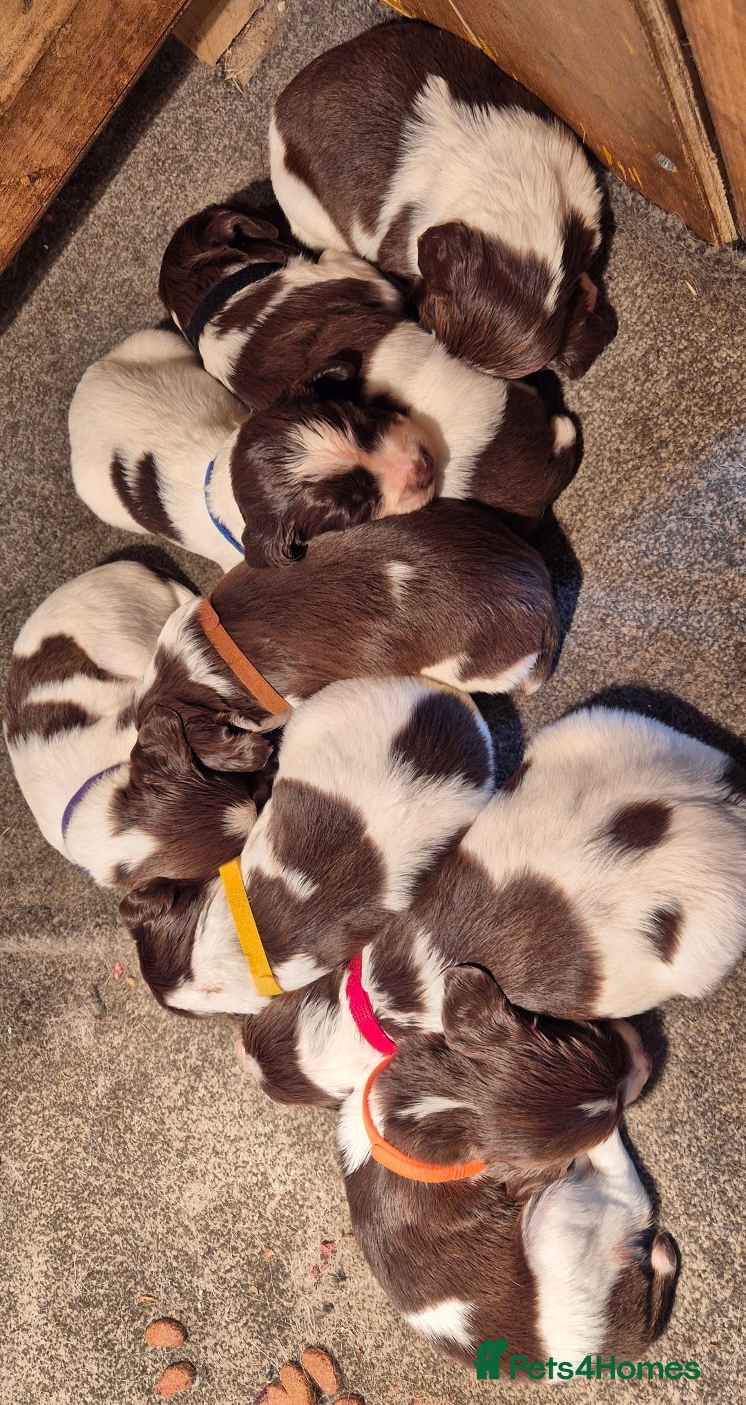 English Springer Spaniel dogs for sale: English Springer Spaniel Puppies  - Image 19