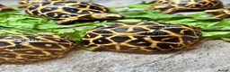 Tortoise reptiles for sale: CB26 indian star tortoise for sale - Advert 5