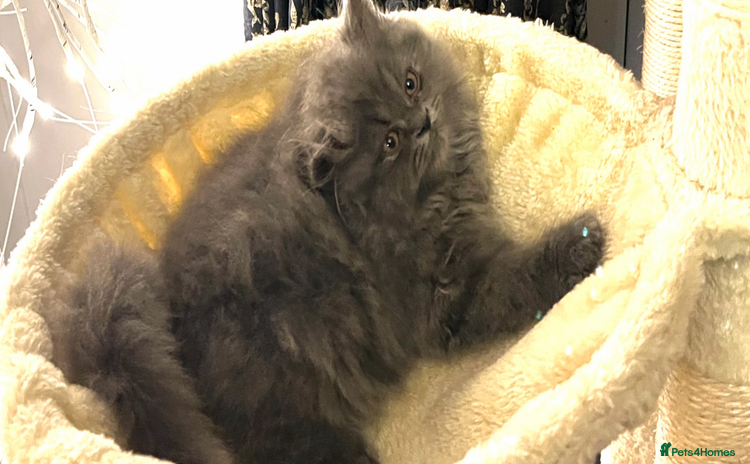 Persian cats - Advert 3