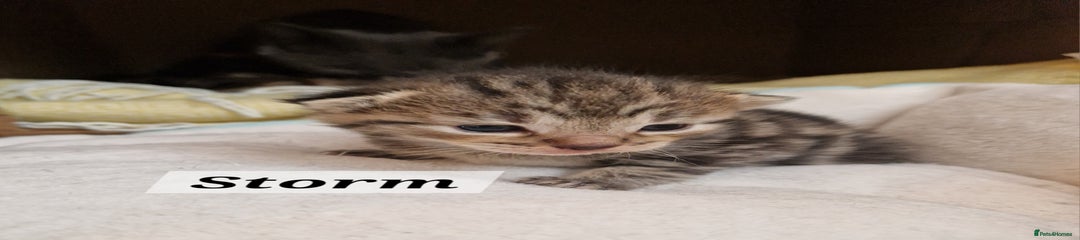 Storm