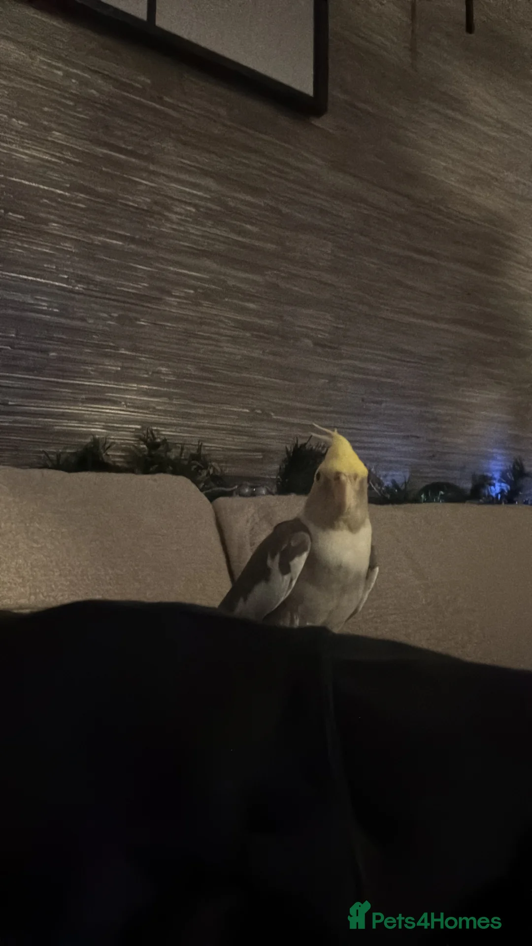 Cockatiels birds for sale: Beautiful and friendly  in Oxford - Advert 2