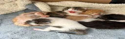 Maine Coon cats for sale: Maine coone cross kittens  - Advert 18