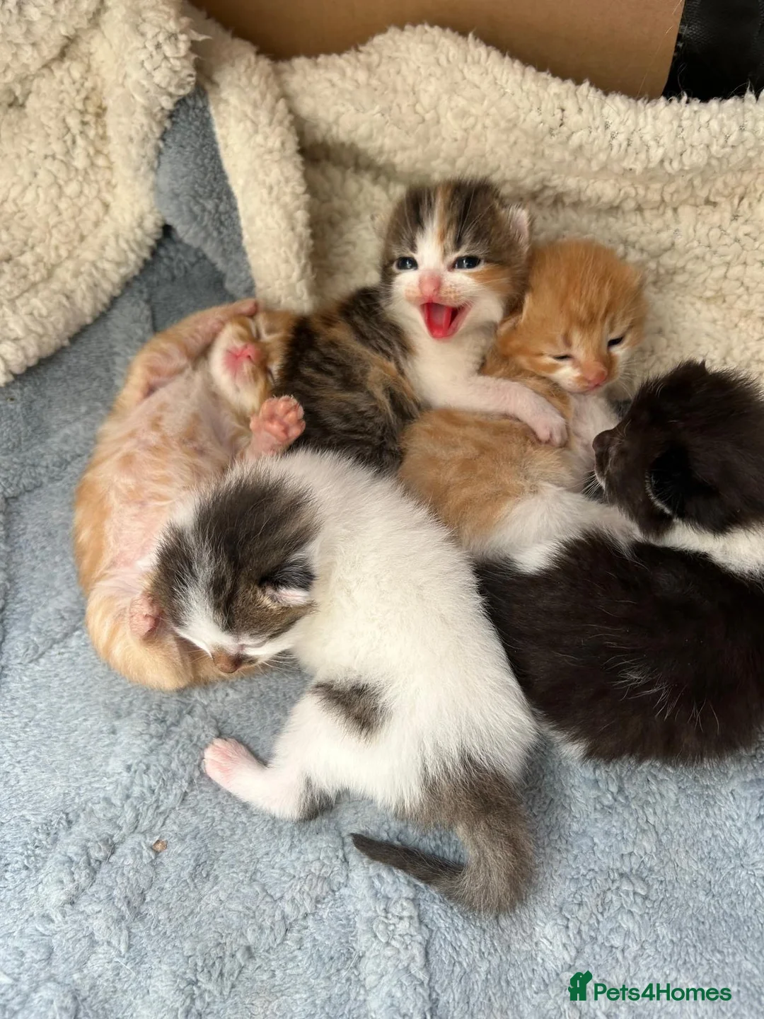 Maine Coon cats for sale: Maine coone cross kittens  - Advert 18