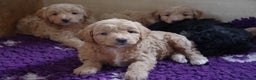 Miniature Poodle dogs for stud: Red miniature poodle DNA Tested KC reg kind nature in Dunblane - Advert 9