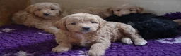 Miniature Poodle dogs for stud: Red miniature poodle DNA Tested KC reg kind nature in Dunblane - Advert 9