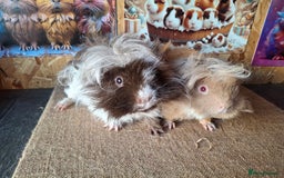 Guinea Pig rodents for sale: Lunkarya guinea pigs in Mablethorpe - Image 6