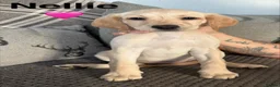 Mixed Breed dogs for sale: Labrador Puppies - Advert 5