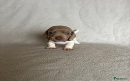 Miniature Dachshund dogs for sale: 5 beautiful Miniture dachshunds for sale - Image 2