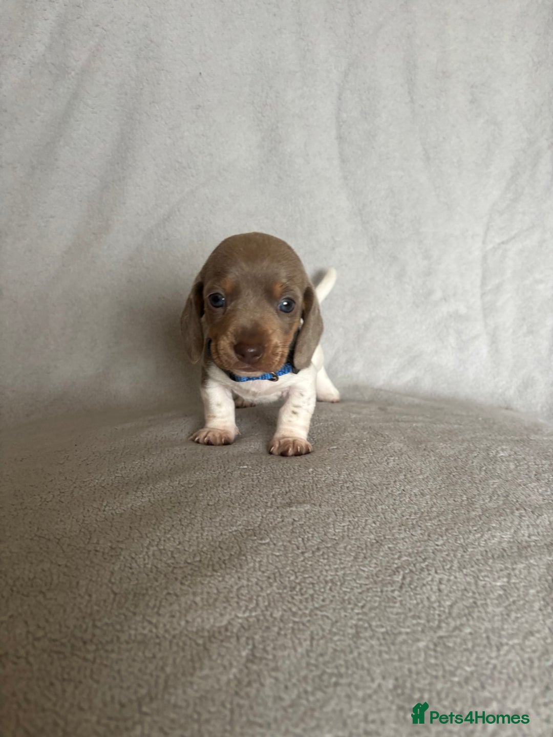 Miniature Dachshund dogs for sale: 5 beautiful Miniture dachshunds for sale - Image 2