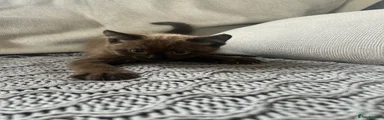 Mixed Breed Kitten 1