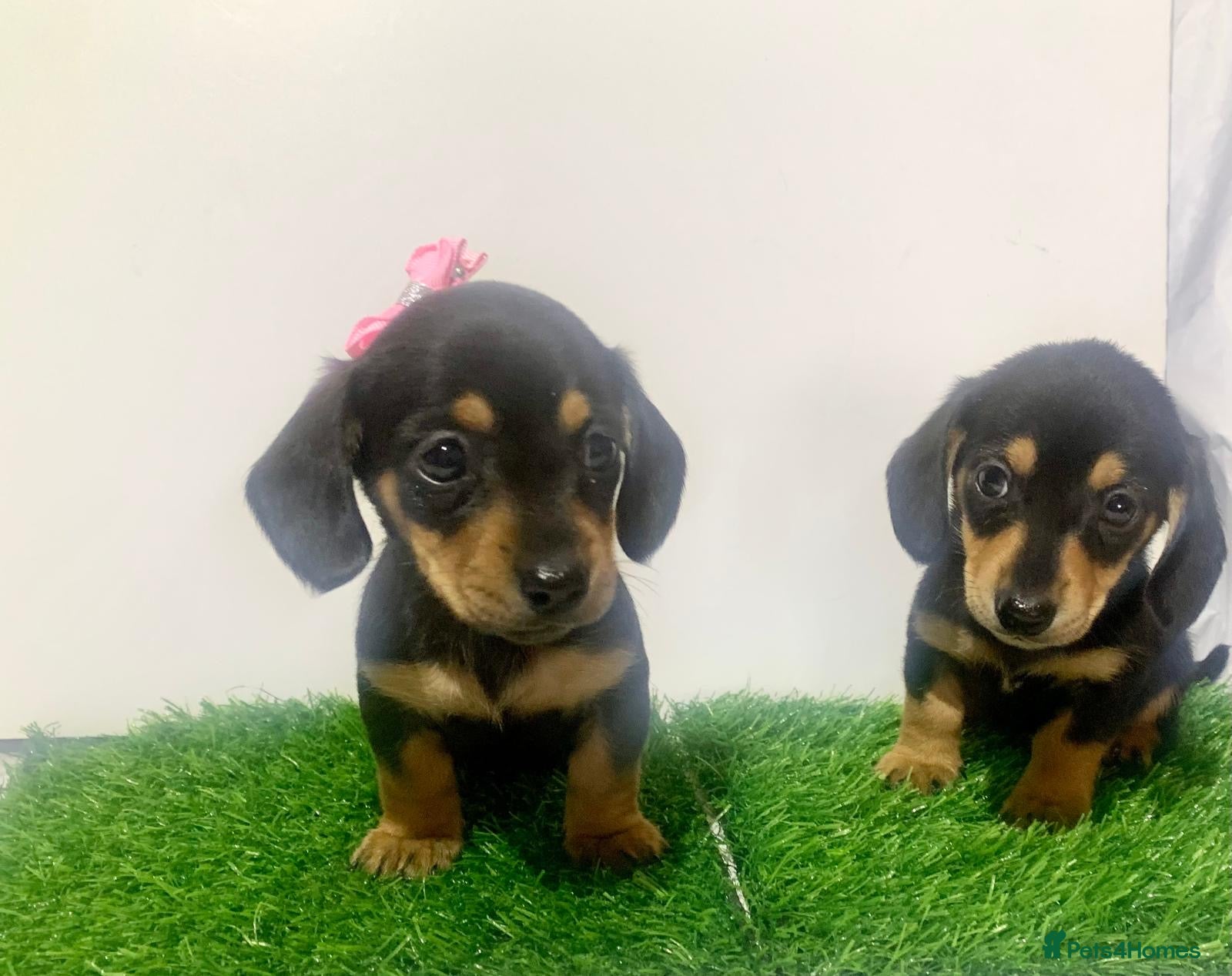 Miniature Dachshund dogs 2 mini daschunds boy&girl kc registered  - Advert 2