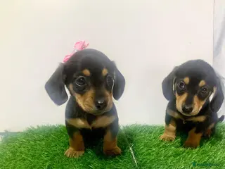 Miniature Dachshund dogs 2 mini daschunds boy&girl kc registered - Advert 2