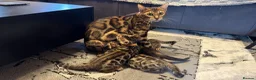 Bengal cats for sale: 6 Bengal kittens - Health and genetically tested - Advert 1