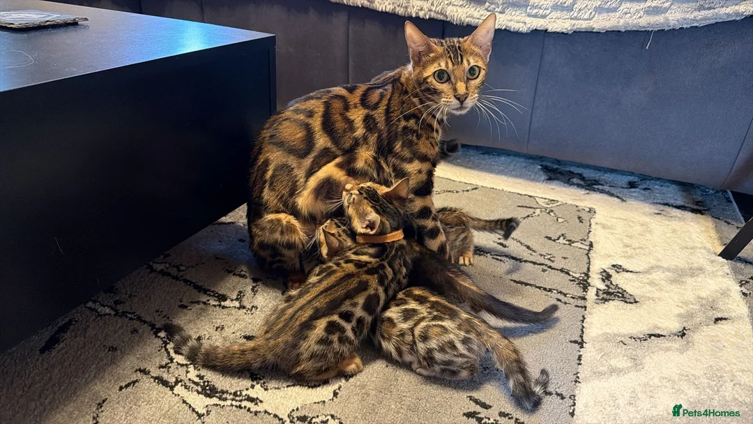 Bengal cats for sale: 6 Bengal kittens - Health and genetically tested - Advert 1