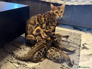 Bengal cats 6 Bengal kittens - Health and genetically tested - Advert 1