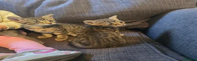 Bengal 3