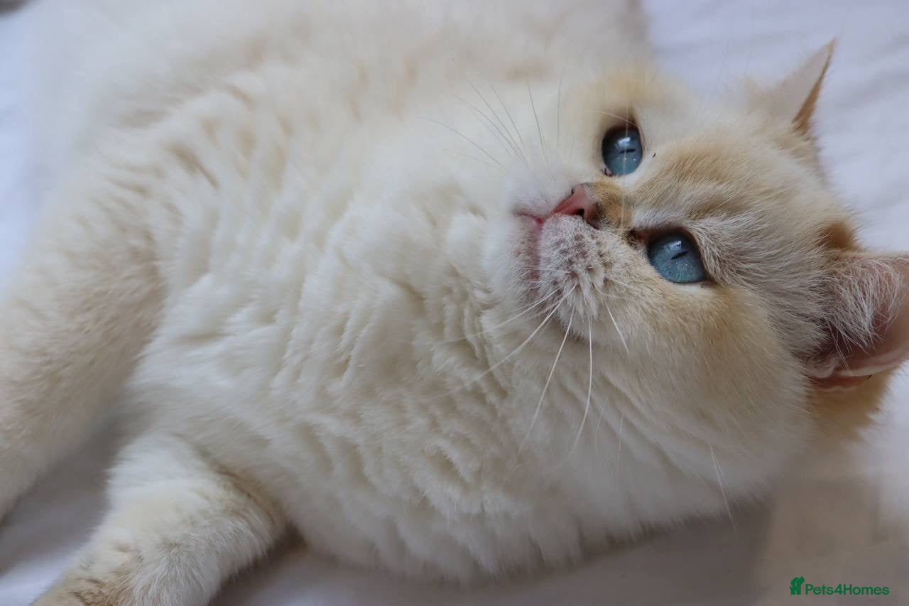 British Shorthair cats Ready Champion lines BSH kittens  - Advert 2