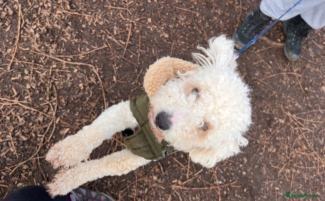 Poochon dogs for sale: Poochon looking for a loving home  - Image 1