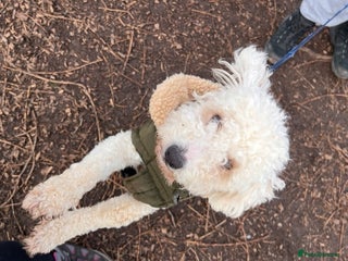 Poochon dogs Poochon looking for a loving home - Advert 3