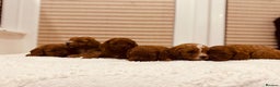 Cavapoo dogs for sale: A wonderful litter of 6 red teddy cavapoos  - Advert 13