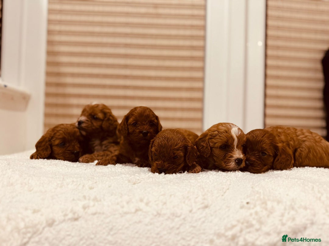 Cavapoo dogs for sale: A wonderful litter of 6 red teddy cavapoos  - Advert 13