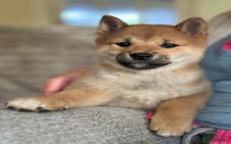 Japanese Shiba Inu dogs for sale: KC reg Japanese Shiba Inu puppies  - Image 20