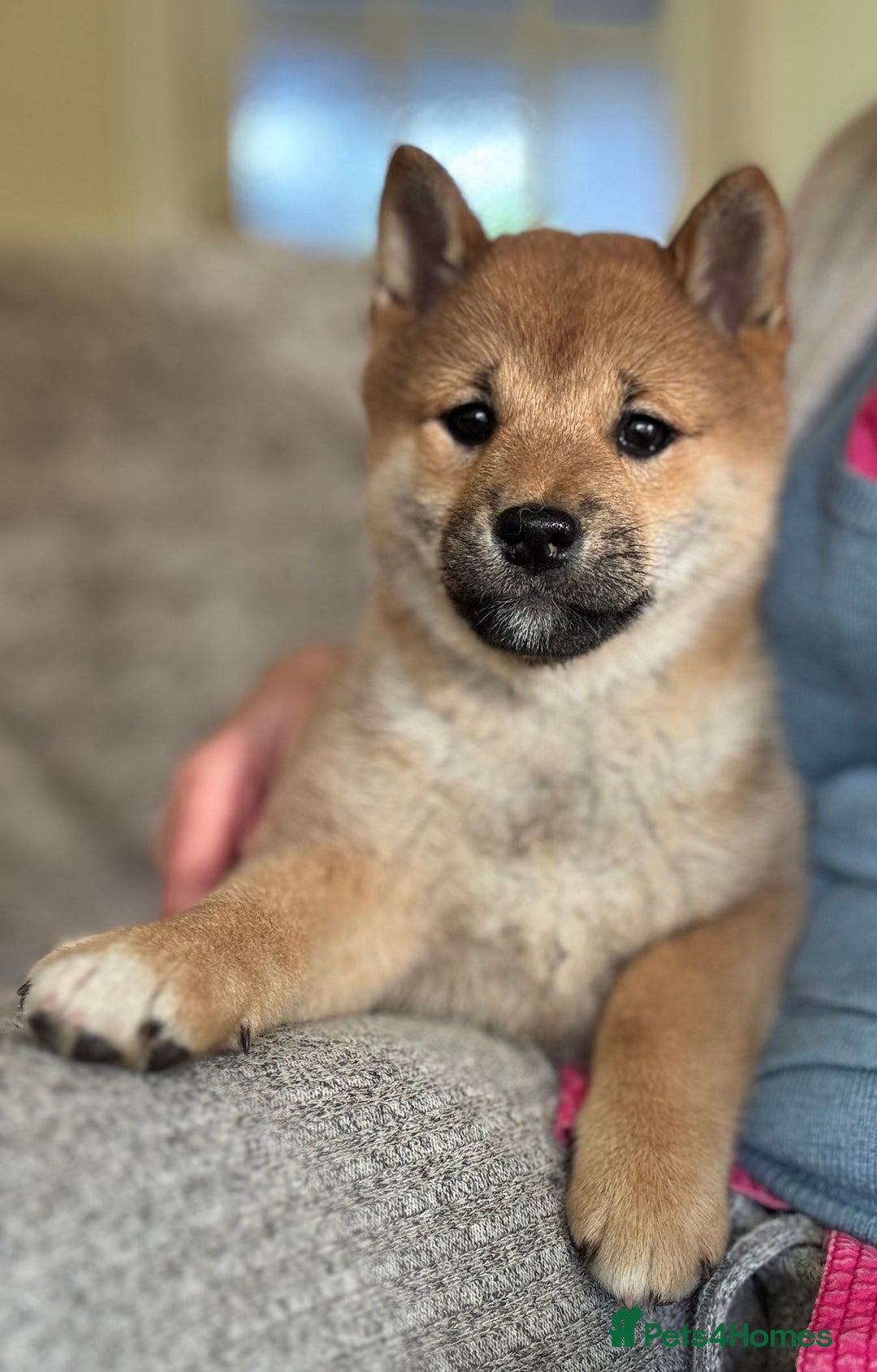 Japanese Shiba Inu dogs for sale: KC reg Japanese Shiba Inu puppies  - Image 20