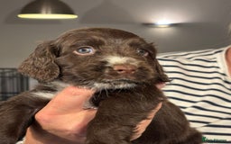 Sprocker dogs for sale: Sprocker puppies in Betchworth - Image 3
