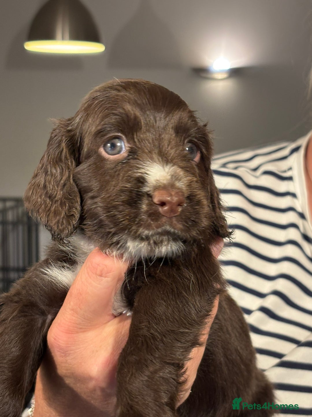 Sprocker dogs for sale: Sprocker puppies in Betchworth - Image 3