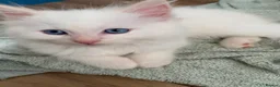 Ragdoll cats for sale: Ragdoll kittens  - Advert 15