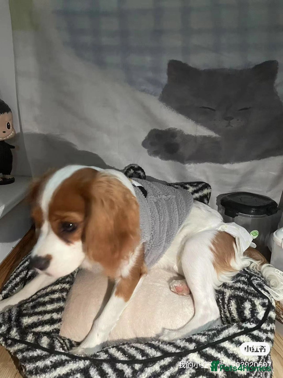 Cockalier dogs for sale: Cavalier Puppy–Loving, Healthy, and Full of Joy - Image 14